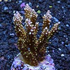 Acropora Coral, Neon